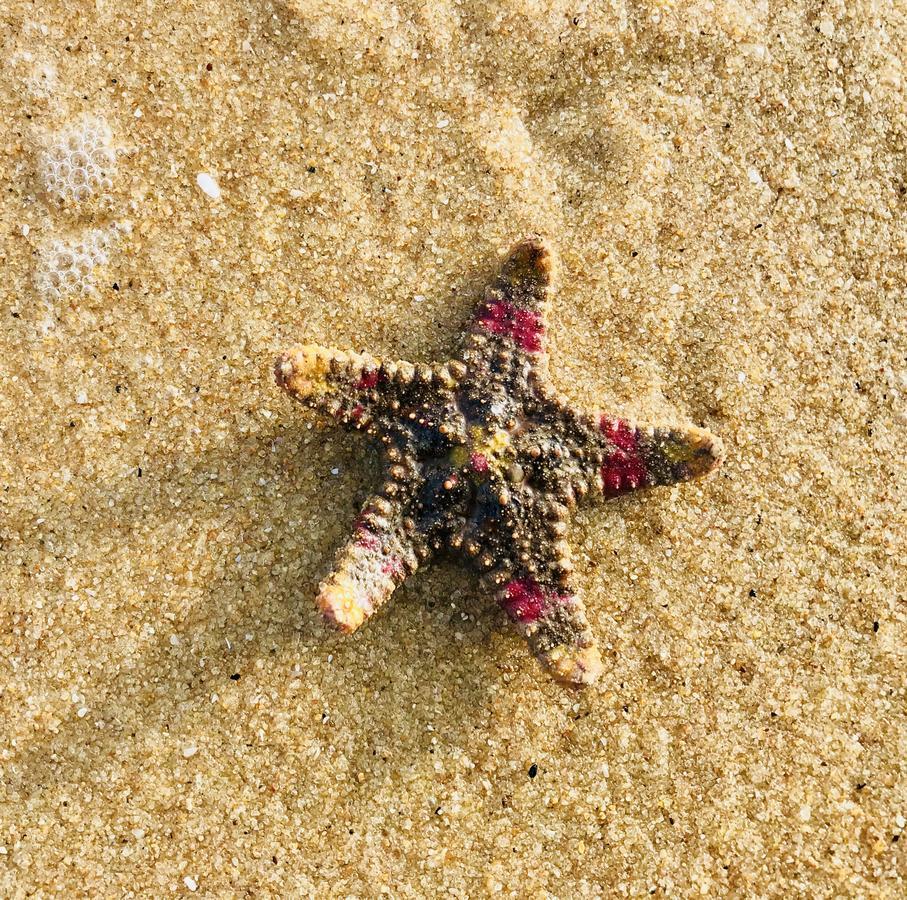 ארוגם Starfish Beach Bungalows מראה חיצוני תמונה