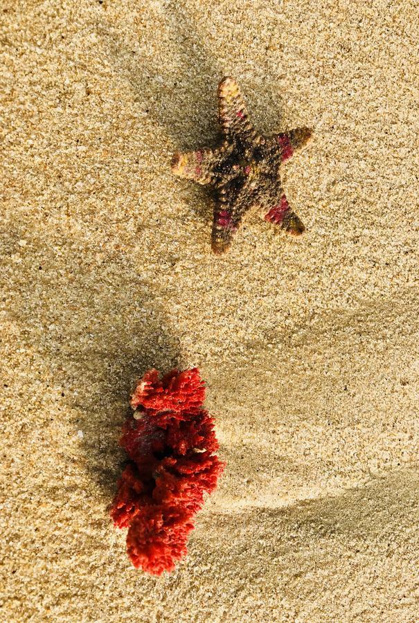 ארוגם Starfish Beach Bungalows מראה חיצוני תמונה